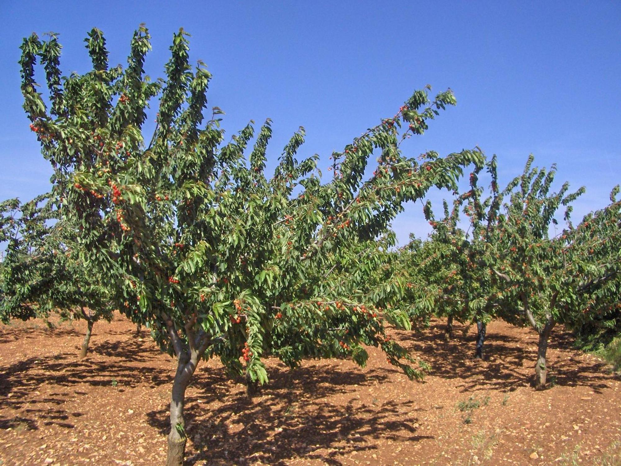 לינה וארוחת בוקר קסטלאנה גרוטה La Dimora Gigante חדר תמונה